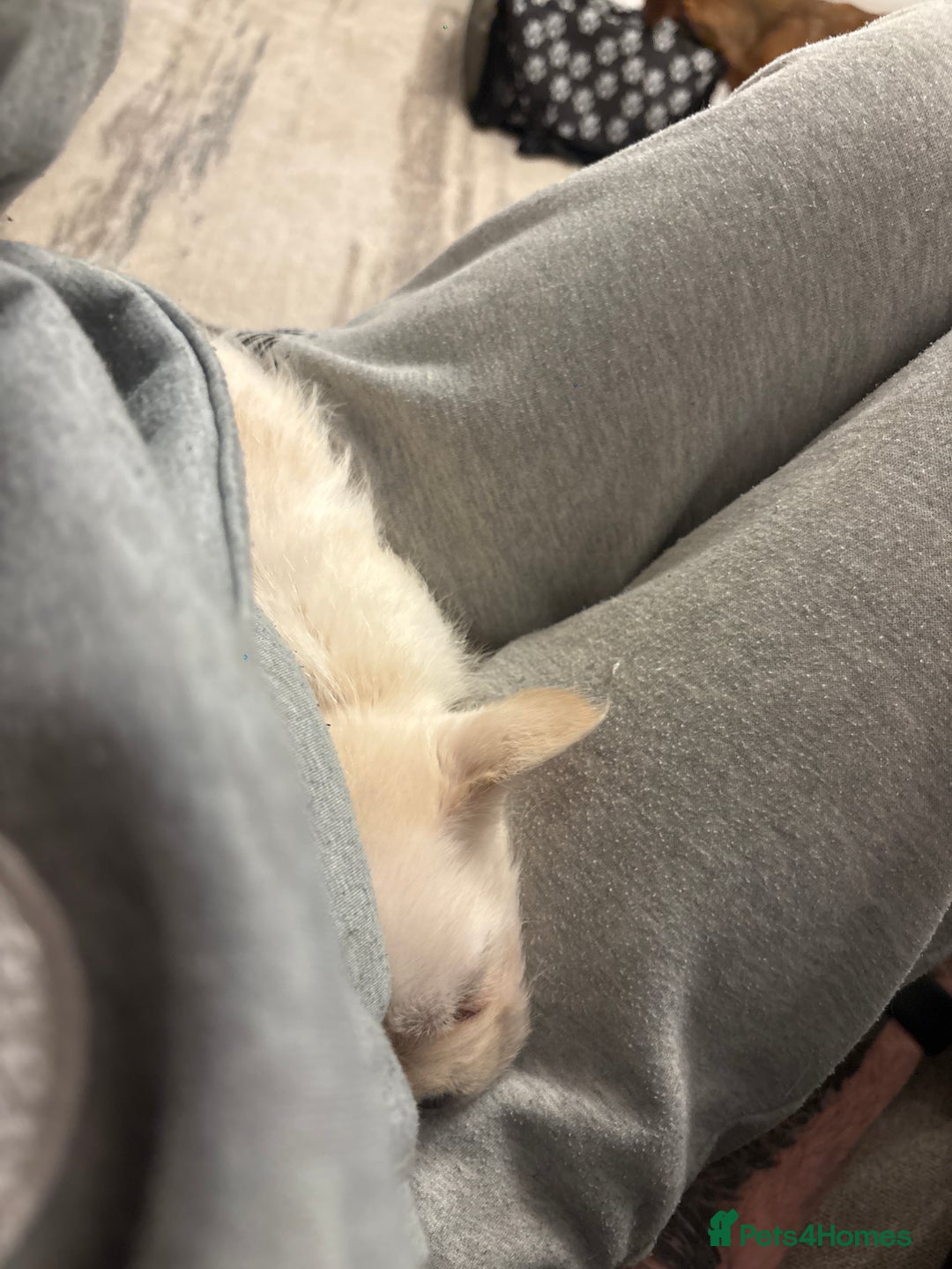 French Bulldog dogs for sale: French bulldog puppy  - Advert 2