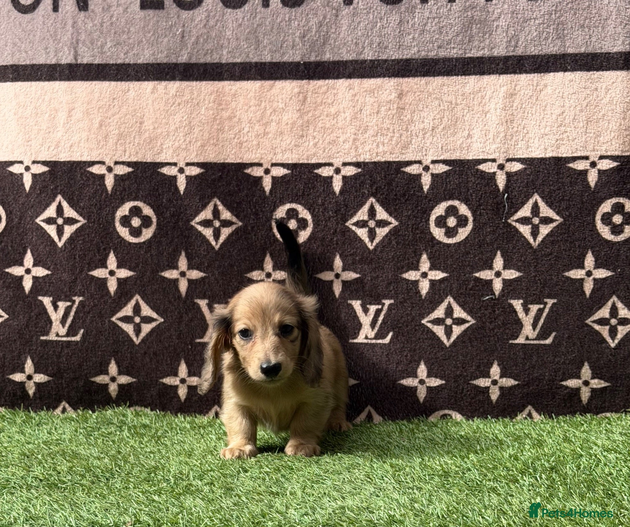 Miniature Dachshund dogs Long haired miniature dachshund puppies - Advert 11