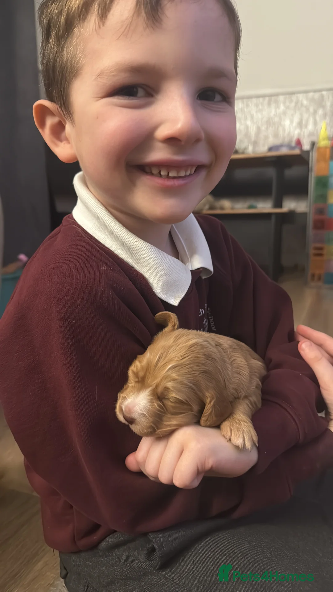 Cocker Spaniel dogs for sale: 🐶🐾 Exceptional Working Cocker Spaniel Puppies 🐾 - Advert 21