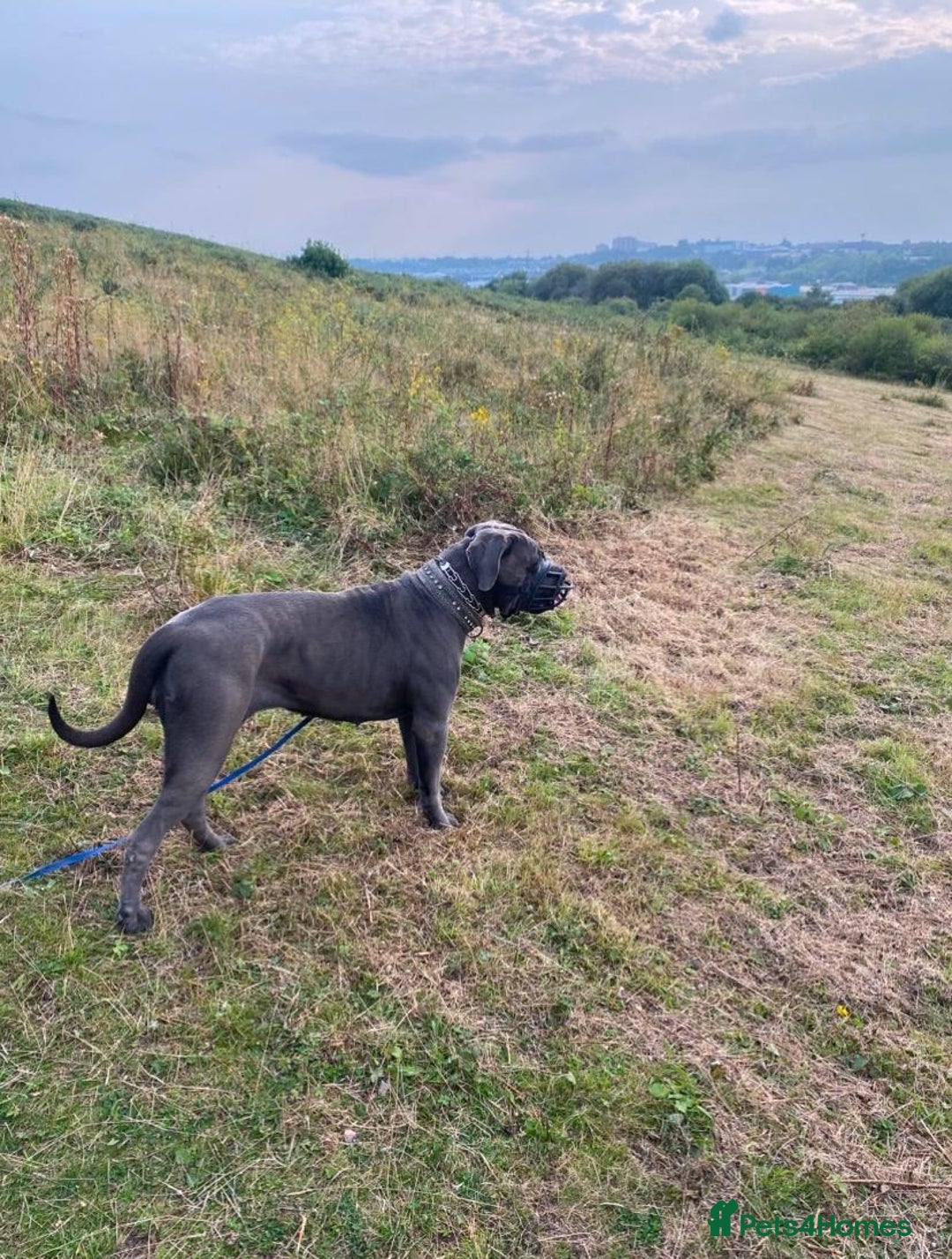 Cane Corso dogs for sale: Male cane corso - Image 12