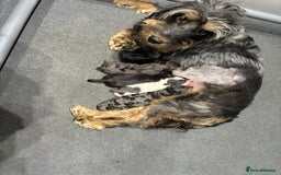 Cockapoo dogs for sale: Unique Rare Merle F1B Cockapoo Puppies - Image 22