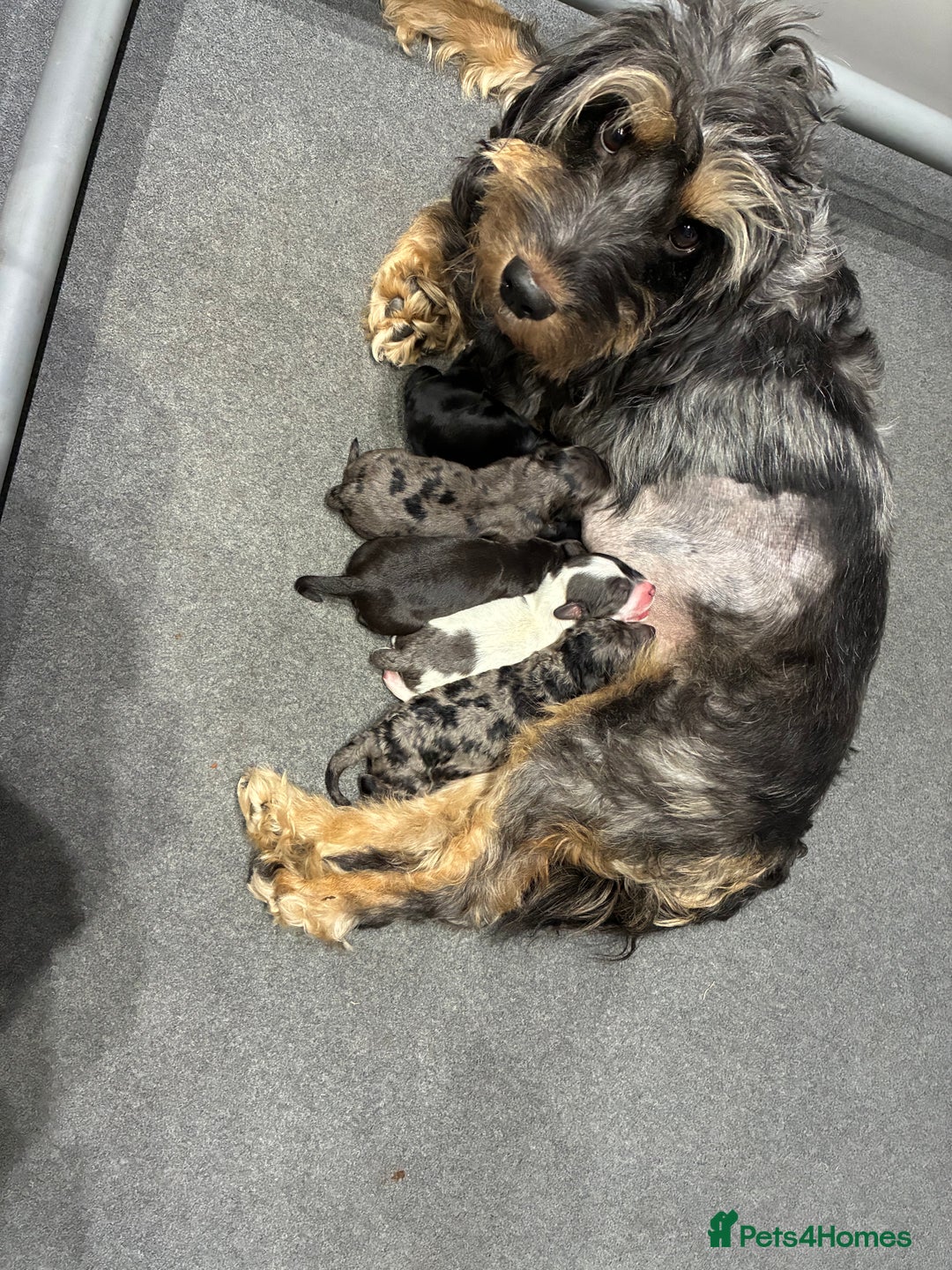 Cockapoo dogs for sale: Unique Rare Merle F1B Cockapoo Puppies - Image 22