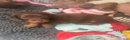 Miniature Dachshund dogs for sale: Kc registered Miniature dachshunds  - Advert 10