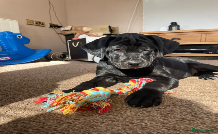Mixed Breed dogs - Advert 4
