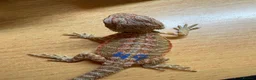 Bearded Dragon reptiles for sale: Stunning baby bearded dragons £100 ONO  - Advert 23