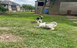 Border Collie dogs for sale: Tri coloured border collie pups - Image 10