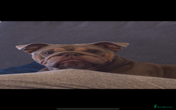 English Bulldog dogs for sale: English bulldog  - Image 2