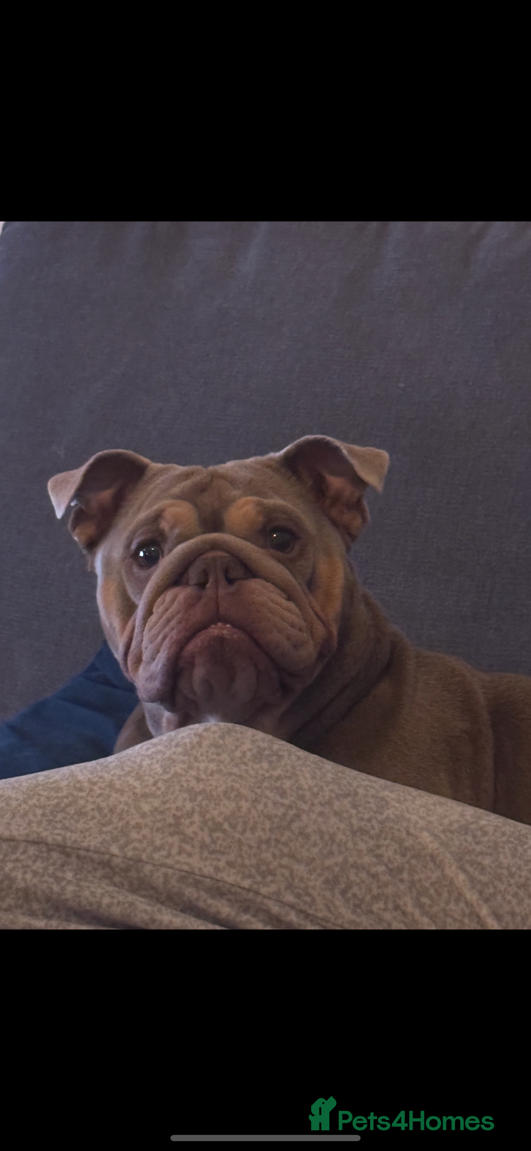 English Bulldog dogs for sale: English bulldog  - Image 2