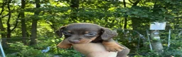 Miniature Dachshund dogs for sale: True Miniature dachshund last boy last girl  - Advert 12