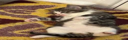 Mixed Breed cats for sale: Tabby kittens  - Advert 9