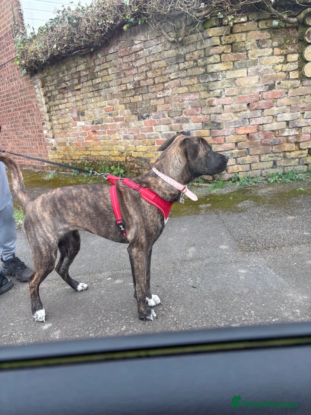 Mixed Breed dogs for sale: Canecorsoxakita in Walton-on-Thames - Advert 2