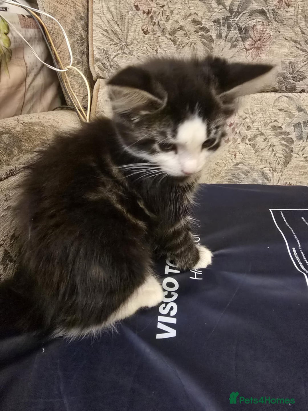 Mixed Breed cats for sale: Maincoon x tabby kittens  - Advert 3