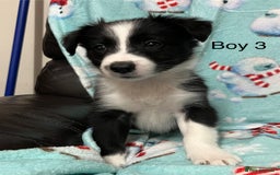 Border Collie dogs for sale: PEDIGREE ISDS & KC BORDER COLLIE PUPS - Image 28