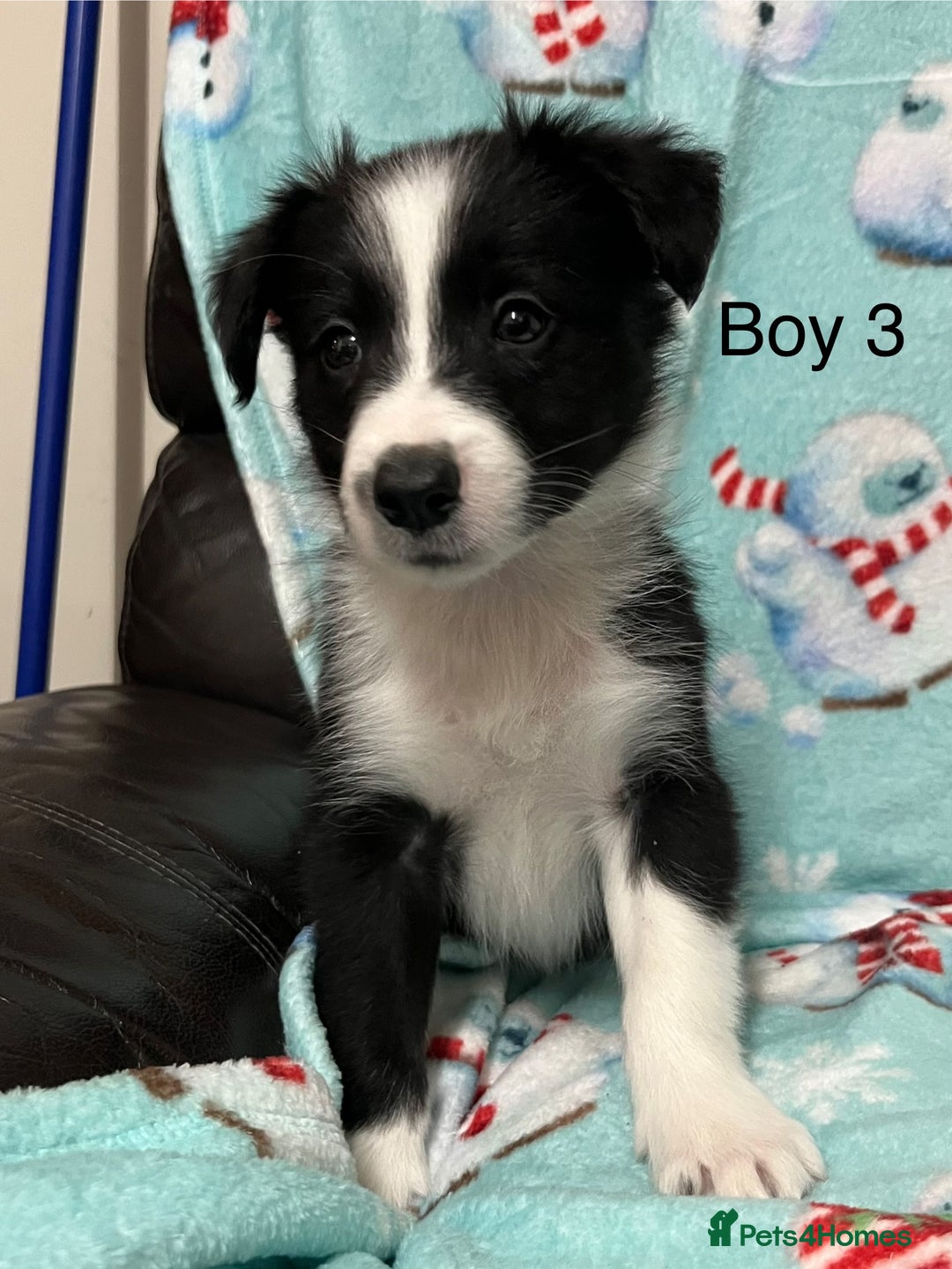 Border Collie dogs for sale: PEDIGREE ISDS & KC BORDER COLLIE PUPS - Image 28