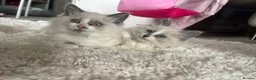 Ragdoll cats for sale: blue&lilac bi colour ragdolls   - Advert 10
