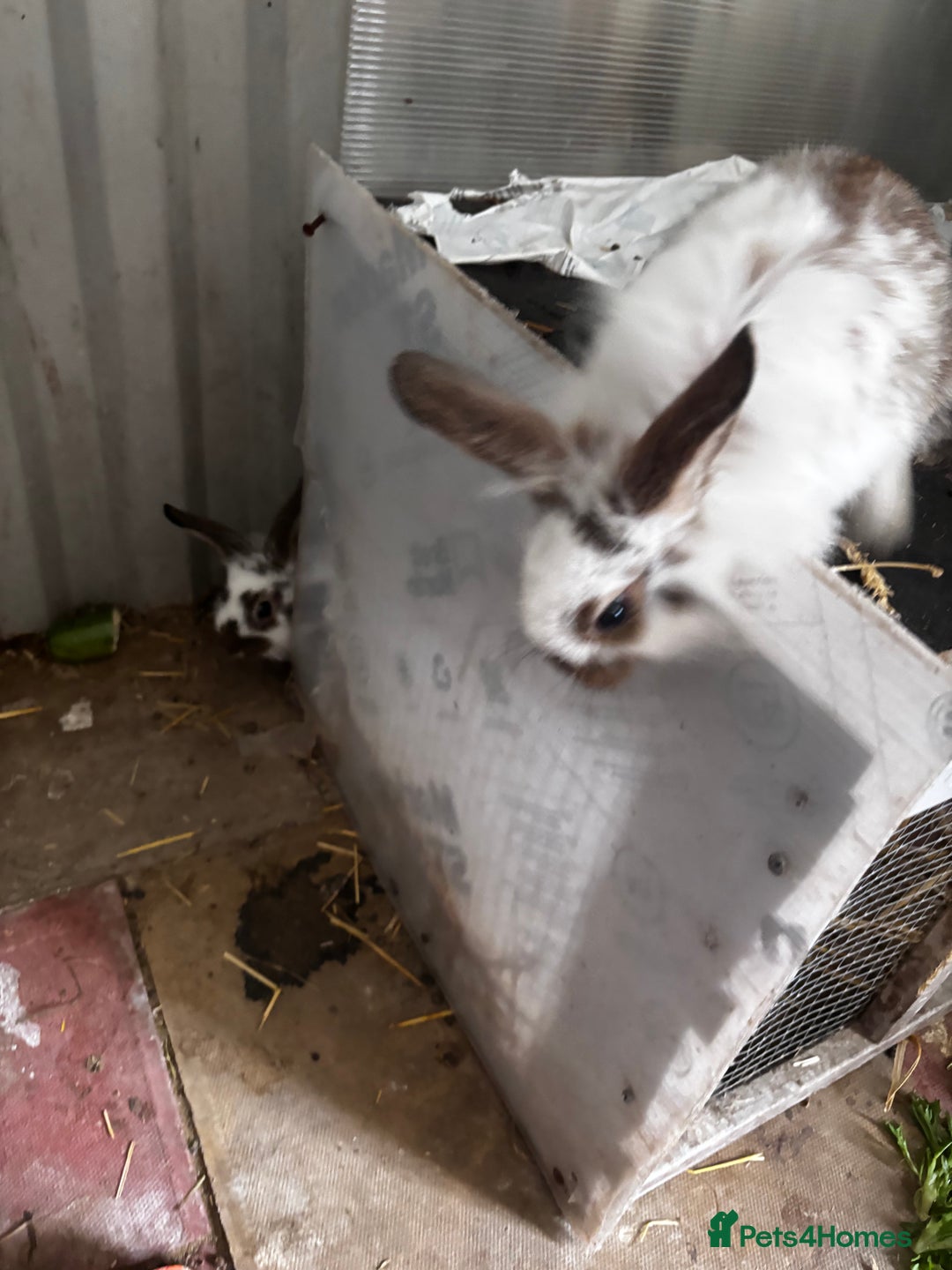 Lionhead rabbits for sale: Lionhead rabbits  - Image 5