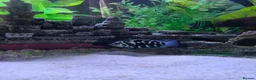 Cichlids fish for sale: Blue polar parrot  in Christchurch - Advert 2