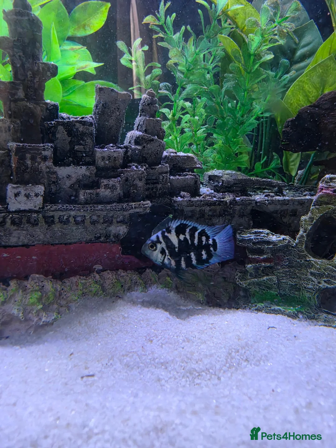 Cichlids fish for sale: Blue polar parrot  in Christchurch - Advert 2