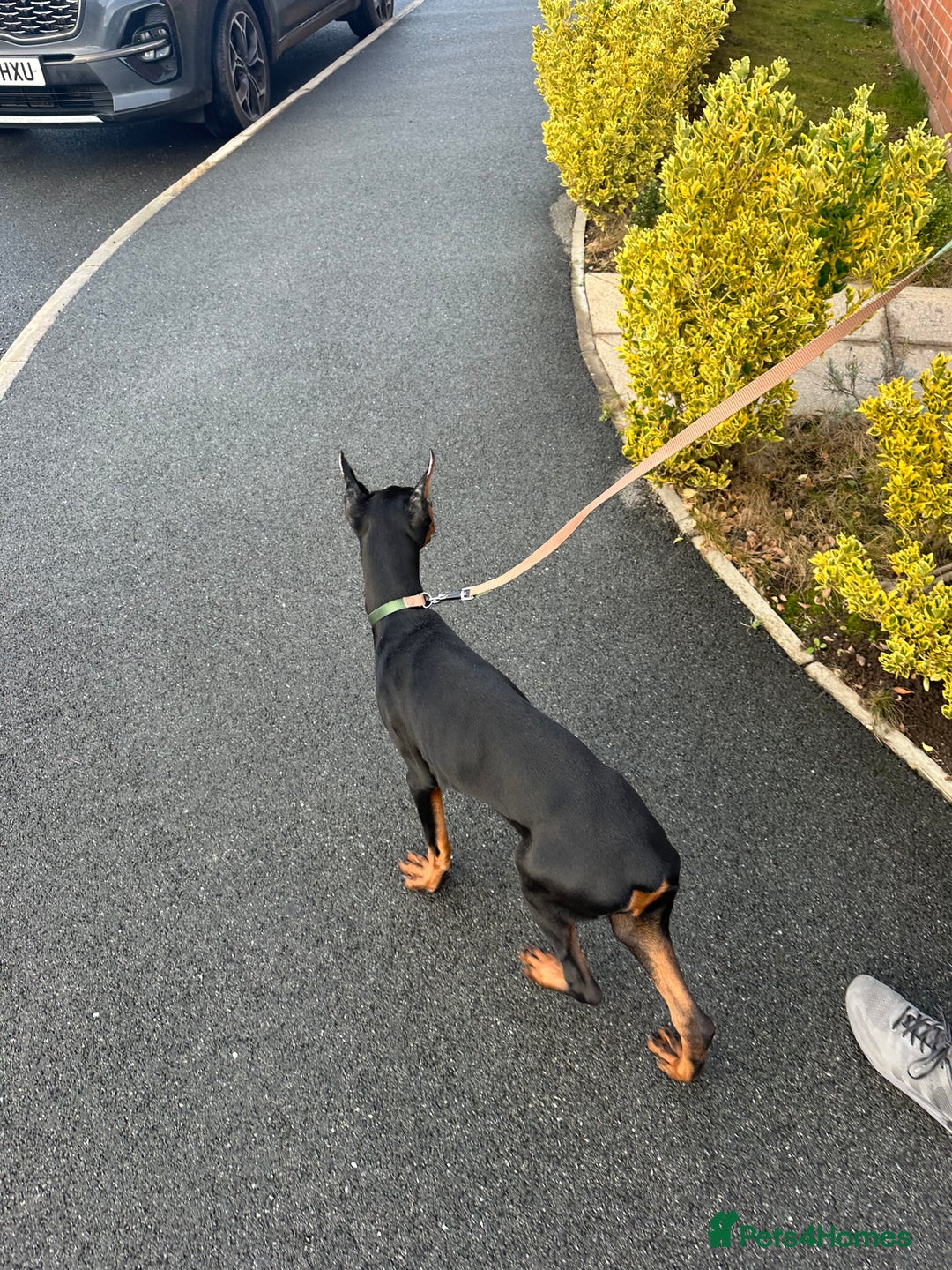 Dobermann dogs for sale: Puppy Doberman  - Advert 4