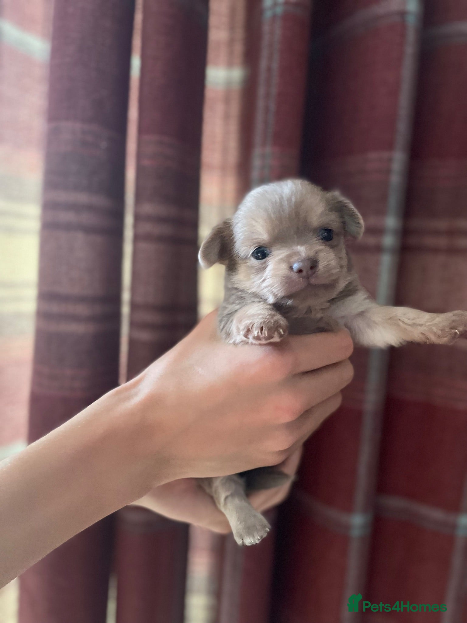 Chihuahua dogs Pure bred tiny chihuahua puppies  - Advert 7