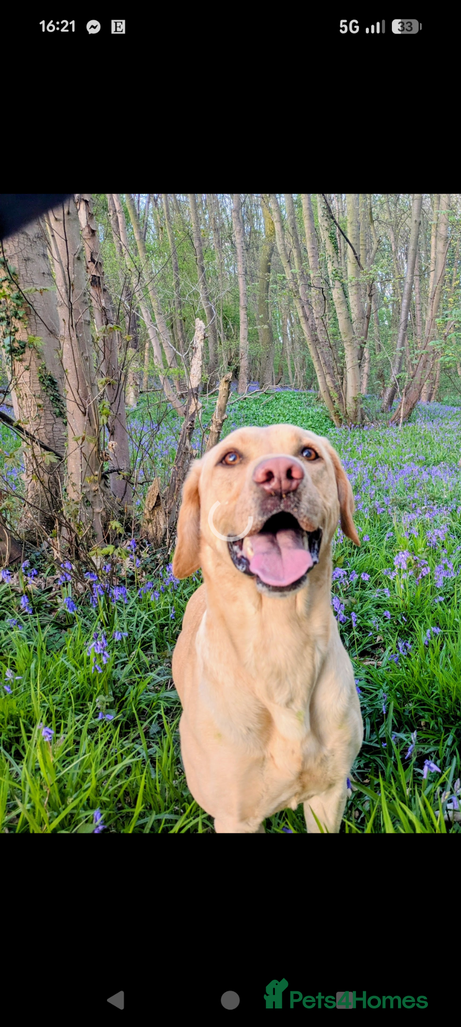 Labrador Retriever dogs 3 year old Labrador for sale  - Advert 17