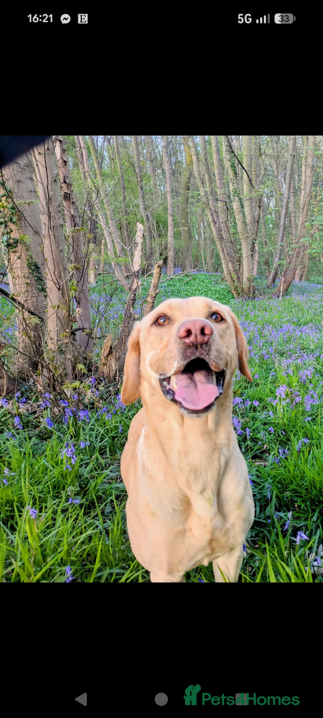Labrador Retriever dogs for sale: 3 year old Labrador for sale  - Advert 1