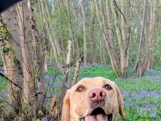 Labrador Retriever dogs 3 year old Labrador for sale - Advert 3