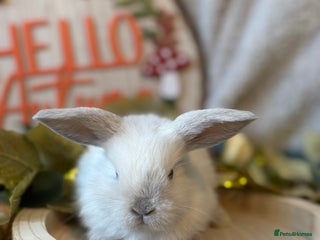 Mini Lop rabbits - Advert 2