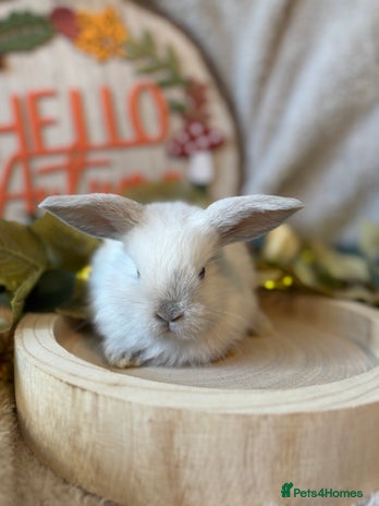 Mini Lop rabbits - Advert 3