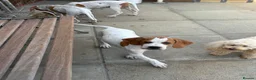 Pointer dogs for sale: Gorgeous Pointer Puppies looking for new homes - Advert 9