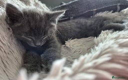 Mixed Breed cats for sale: Beautiful girl - Image 5