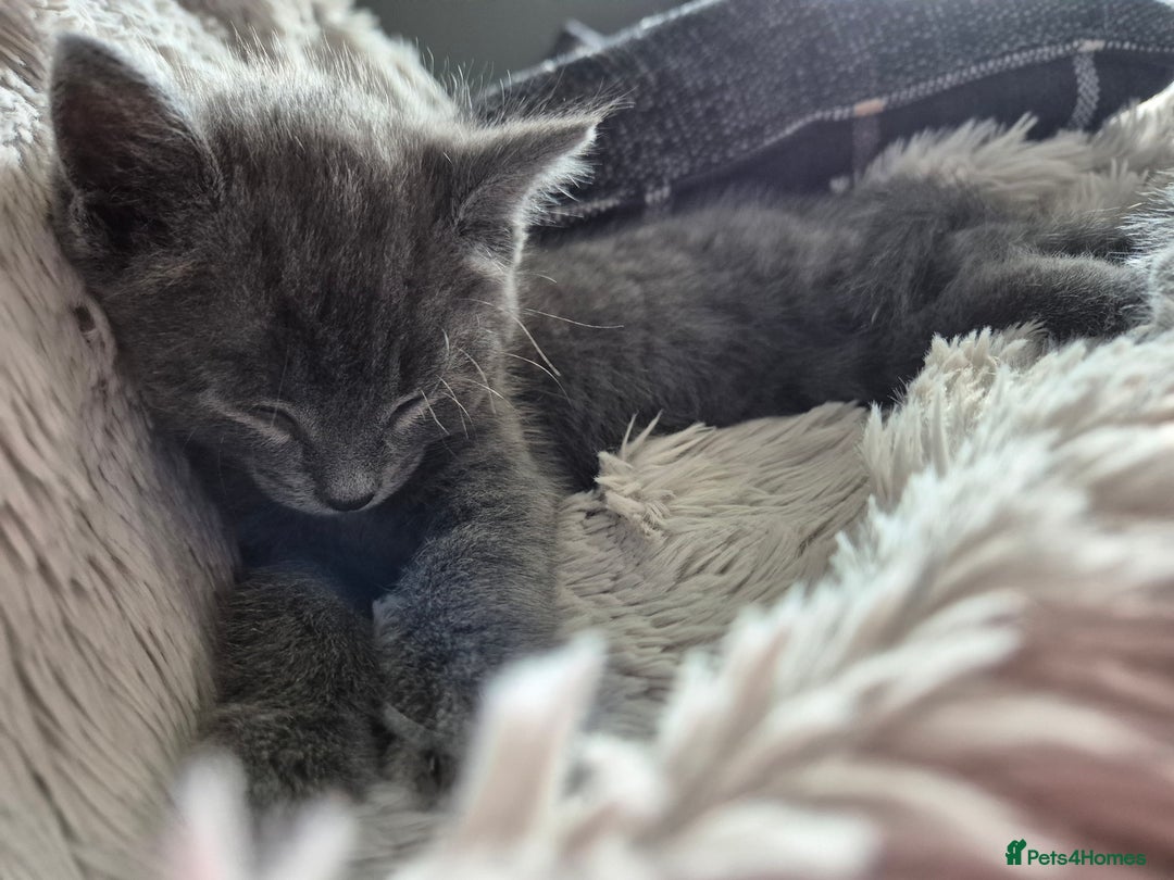Mixed Breed cats for sale: Beautiful girl - Image 5