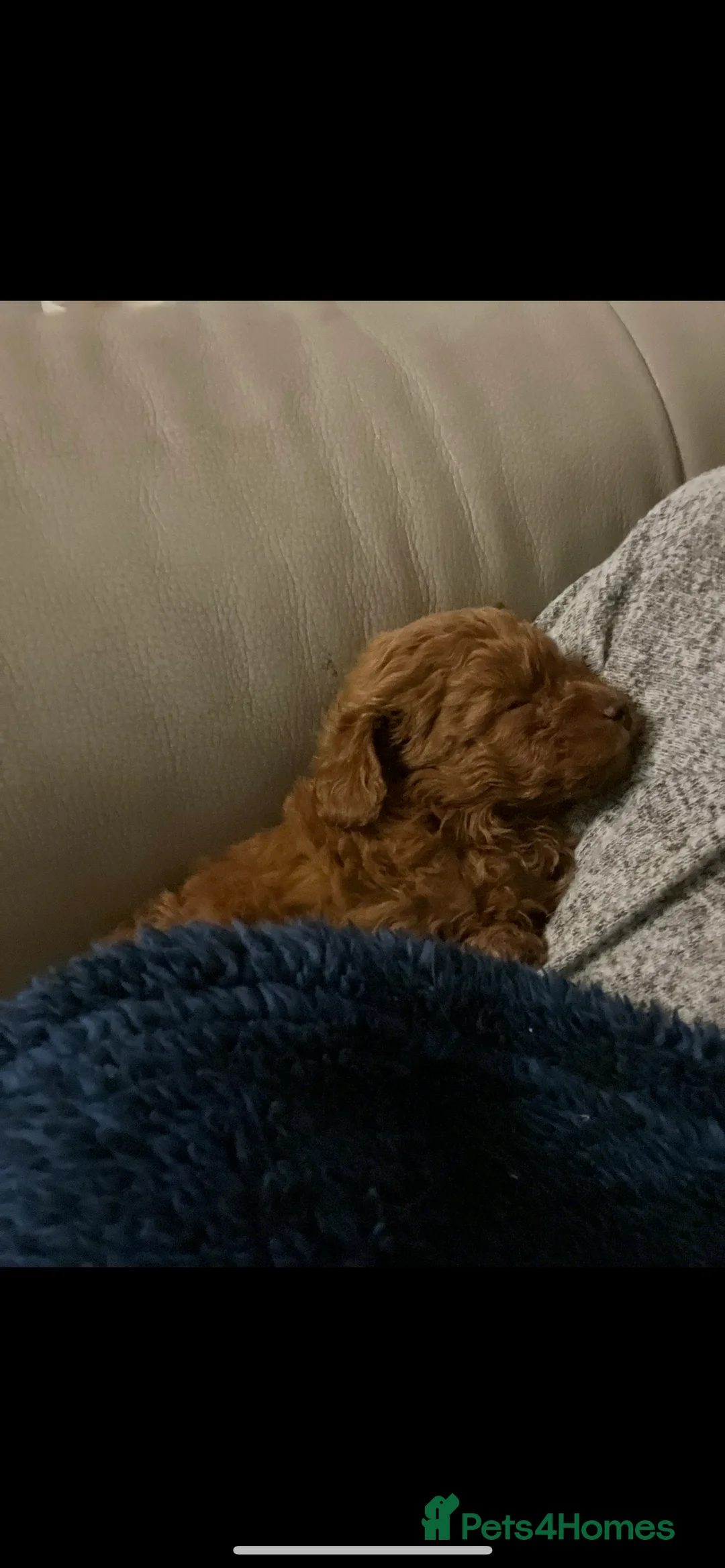 Toy Poodle dogs for stud: Toy poodle for stud  in Burnley - Advert 7