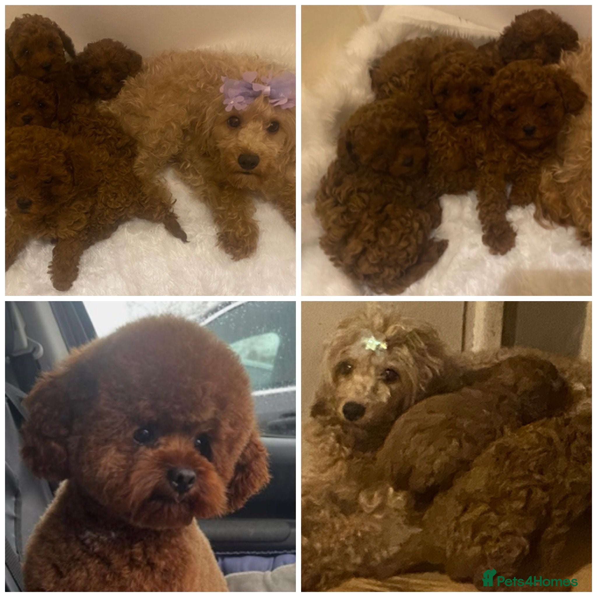 Cavapoo dogs  **  Cavapoo X Toy Asian Poodle PUPPIES - Advert 11