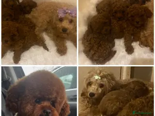 Cavapoo dogs ** Cavapoo X Toy Asian Poodle PUPPIES - Advert 11