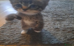 Mixed Breed cats for sale: 2 beautiful males  - Image 8