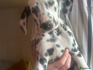 Dalmatian dogs KC Registered Dalmatian Puppies - Advert 18