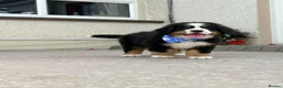 Bernese Mountain Dog dogs for sale: Kc bernese mountain puppies  - Advert 14