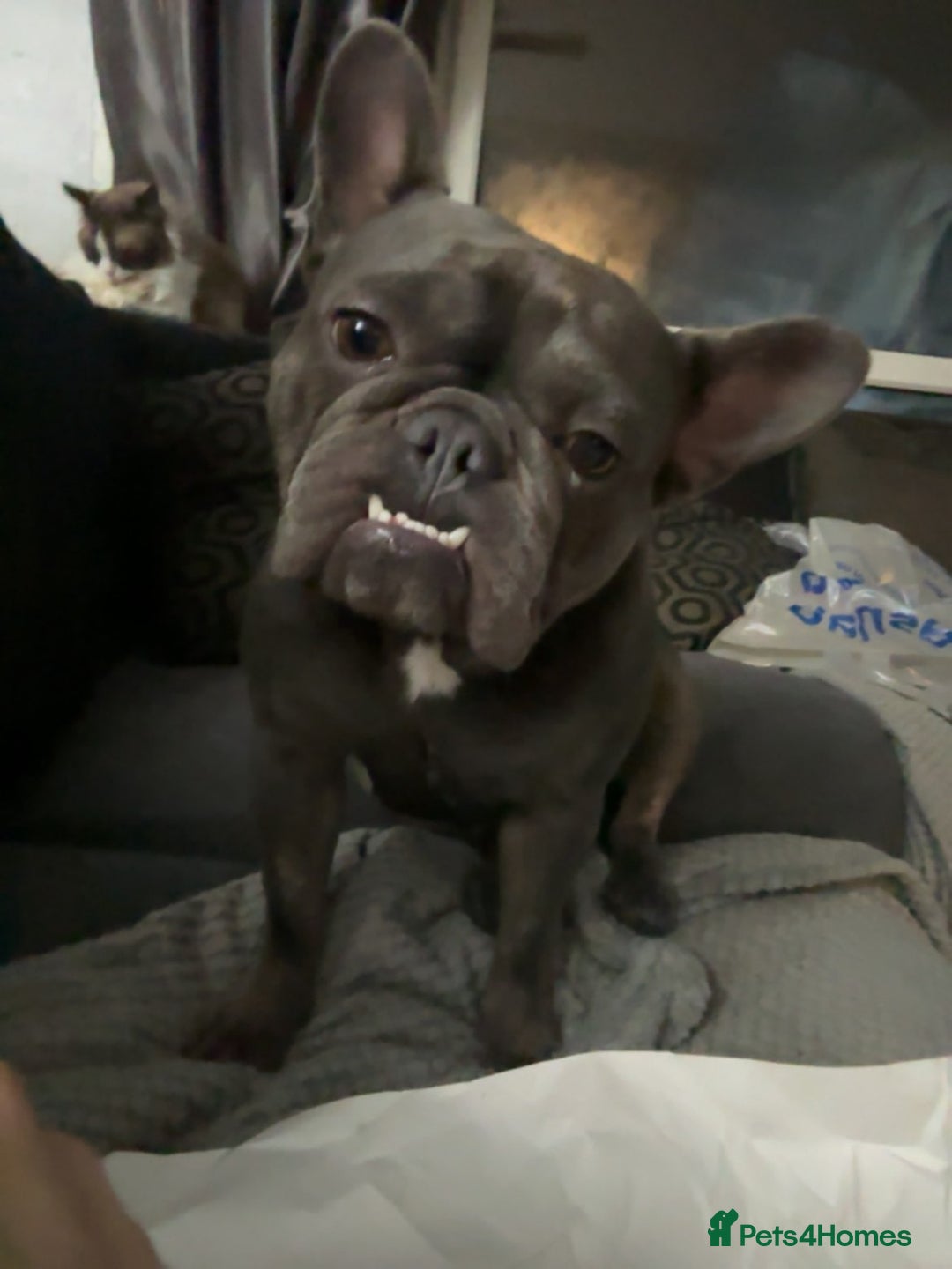 French Bulldog dogs for sale: I have a blue french bulldog forsale  - Advert 4