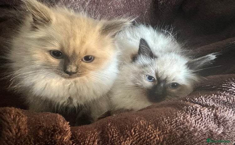Ragdoll cats - Advert 10