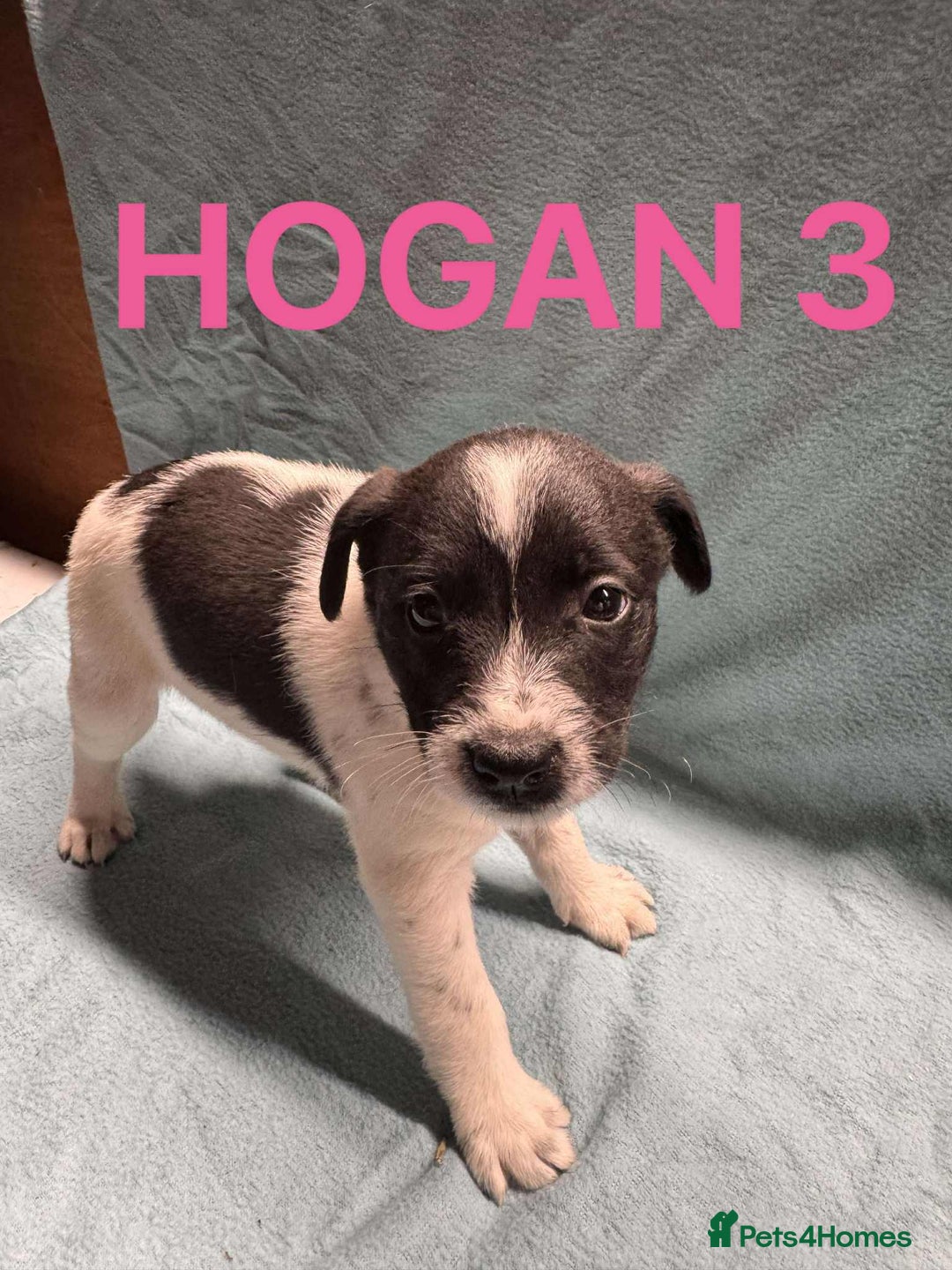 Mixed Breed dogs for sale: Collie x jack Russell  - Advert 8