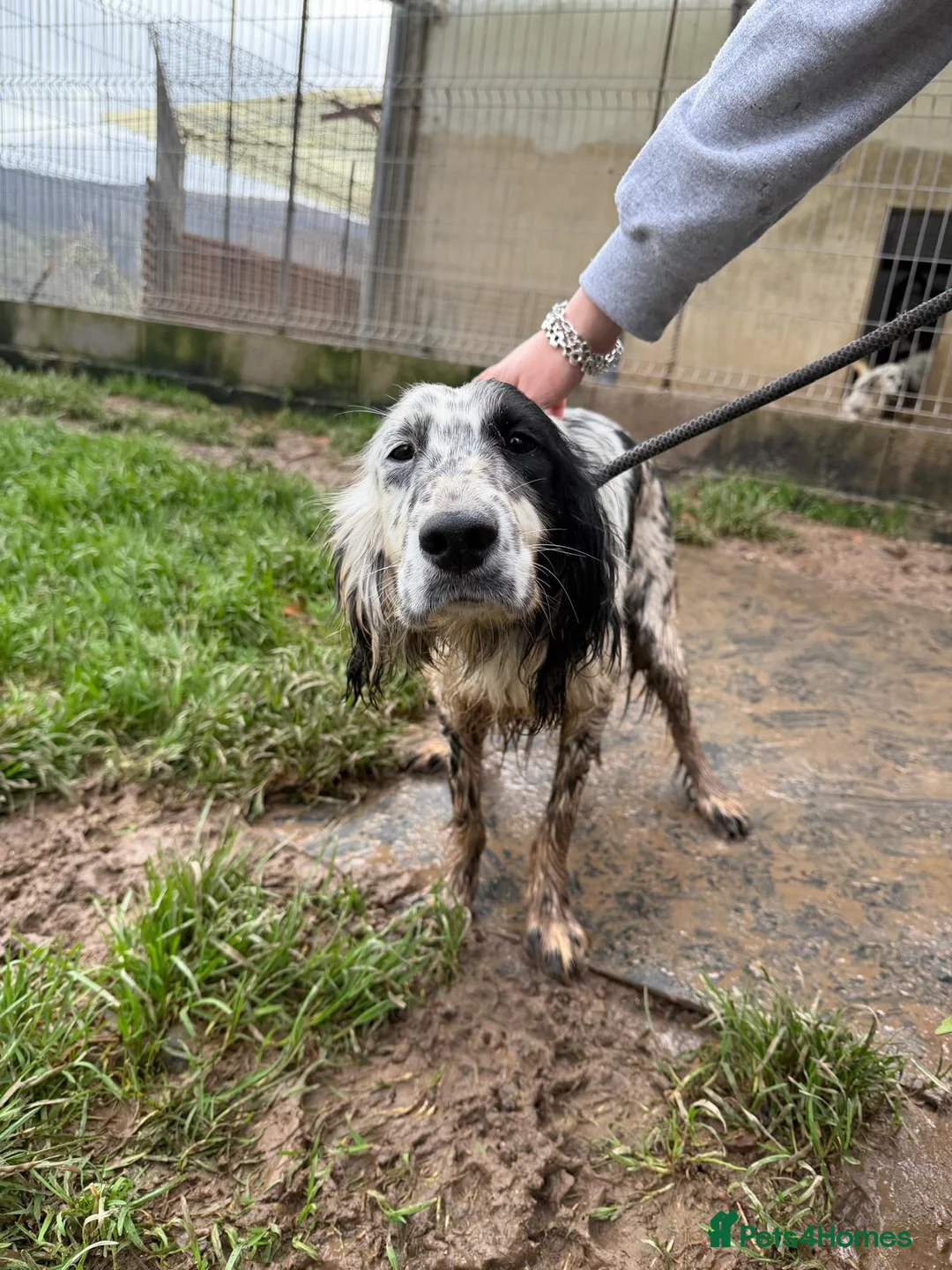 English Setter dogs for adoption: Dama  - Advert 11