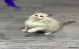 Ragdoll cats for sale: Stunning Ragdoll Boy - Image 5