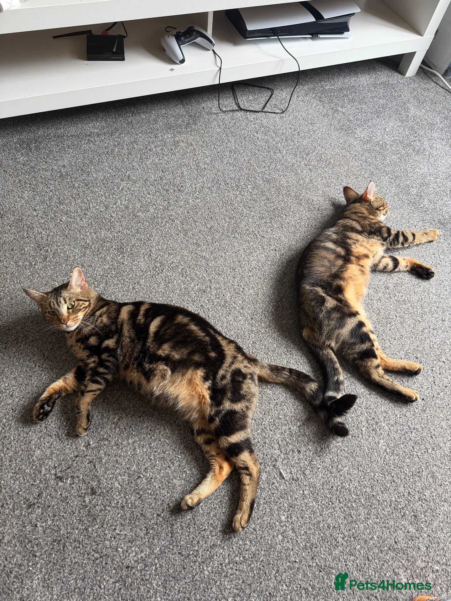 Mixed Breed cats Gorgeous male kittens  - Advert 5