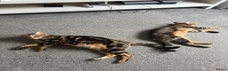 Mixed Breed cats for sale: Gorgeous male kittens  - Advert 1