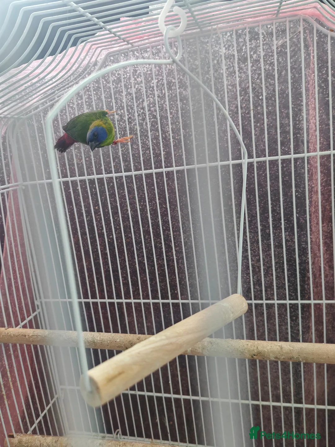 Finches birds for sale: Blue faced parrot finch in Ilford - Advert 3