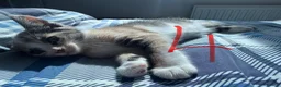 British Shorthair cats for sale: 5 Mixed british shorthair kitten litter  - Advert 30