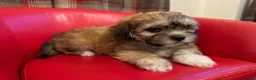 Mixed Breed dogs for sale: Beautiful Lhasa-Chon puppies. - Advert 23