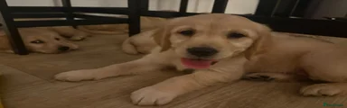 Golden Retriever 2