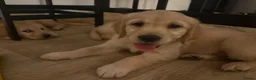Golden Retriever dogs for sale: Stunning Golden retriever puppy’s - Advert 12